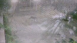 Leopard Breaks Into House Compound In Rajasthan, Kills Pet Dog Tied To Chain