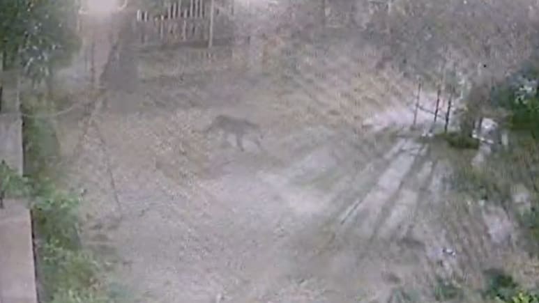 Leopard Breaks Into House Compound In Rajasthan, Kills Pet Dog Tied To Chain