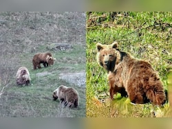 Wildlife Breakthrough: Rare Brown Bear Family Spotted At 2,500 Metres In Himachal's Kinnaur