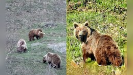 Wildlife Breakthrough: Rare Brown Bear Family Spotted At 2,500 Metres In Himachal's Kinnaur