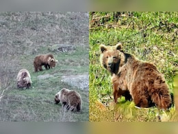 Wildlife Breakthrough: Rare Brown Bear Family Spotted At 2,500 Metres In Himachal's Kinnaur