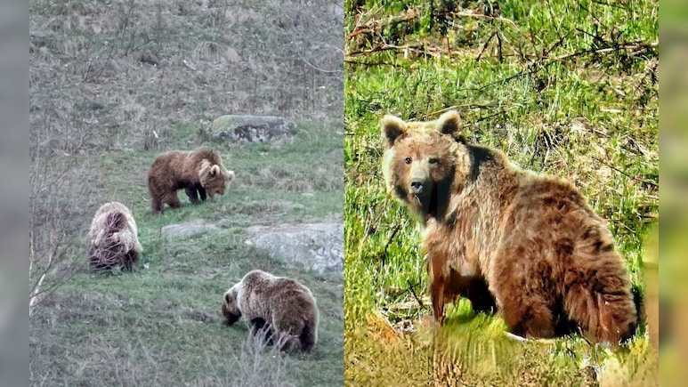 Wildlife Breakthrough: Rare Brown Bear Family Spotted At 2,500 Metres In Himachal's Kinnaur