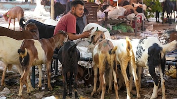 Bakrid 2026: Goat Prices Soar Up To 40% In Mumbai, Delhi, Kolkata, Hyderabad Mandis
