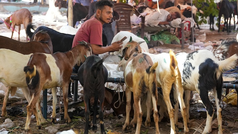 Bakrid 2026: Goat Prices Soar Up To 40% In Mumbai, Delhi, Kolkata, Hyderabad Mandis