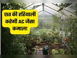 भीषण गर्मी में जयपुर वालों का अनोखा जुगाड़, छत पर खेती कर घर को बना रहे नेचुरल ठंडा