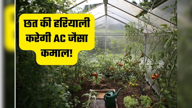 भीषण गर्मी में जयपुर वालों का अनोखा जुगाड़, छत पर खेती कर घर को बना रहे नेचुरल ठंडा