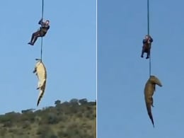 15 फीट के मगरमच्छ के पेट से मिला लापता होटल मालिक का शव! रोंगटे खड़े कर देगी डरावनी घटना