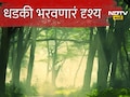 Buldhana News: बोथा जंगलातून जात असाल तर सावधान, रस्त्यावर गावकऱ्यांना जे दिसले त्याने धडकी भरेल