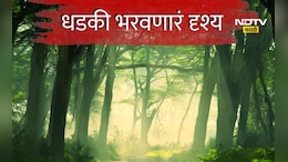 Buldhana News: बोथा जंगलातून जात असाल तर सावधान, रस्त्यावर गावकऱ्यांना जे दिसले त्याने धडकी भरेल