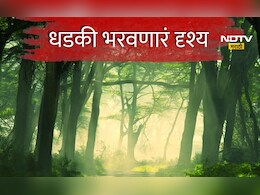Buldhana News: बोथा जंगलातून जात असाल तर सावधान, रस्त्यावर गावकऱ्यांना जे दिसले त्याने धडकी भरेल