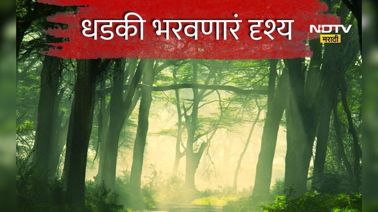 Buldhana News: बोथा जंगलातून जात असाल तर सावधान, रस्त्यावर गावकऱ्यांना जे दिसले त्याने धडकी भरेल
