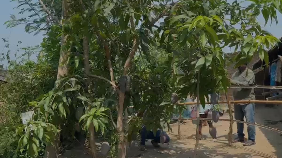 Miyazaki Mango, Odisha, Malkangiri Miyazaki Mango, Odisha, Malkangiri