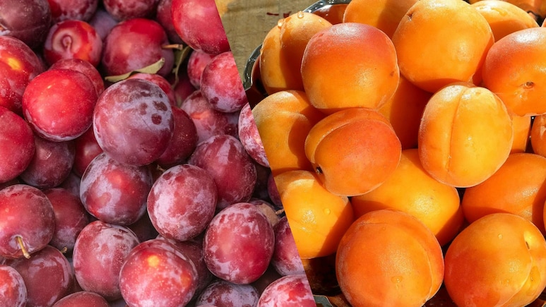 Alubukhara vs Khubani: Which Stone Fruit Can Diabetics Eat Safely?