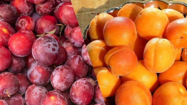 Plums and apricots should be consumed in a controlled dose by diabetics