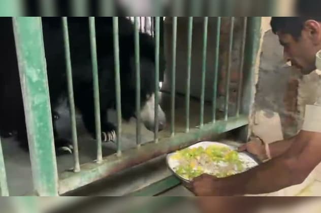 भालुओं को खिला रहे फ्रूट आइस्क्रीम