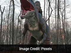 Scientists Find Fossils Of Southeast Asia's Giant Dinosaur In Thailand