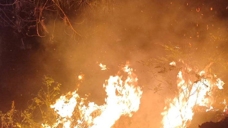 उत्तराखंड में धधक रहे जंगल! चीड़ के बाद अब 'पानी का बैंक' कहे जाने वाले 'बांझ' के वनों तक पहुंची आग
