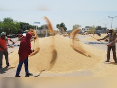 ओमान, यमन, यूएई, कतर, सउदी अरब में क्यों है MP के गेहूं की डिमांड; देश के गेहूं निर्यात में 40 फीसदी योगदान