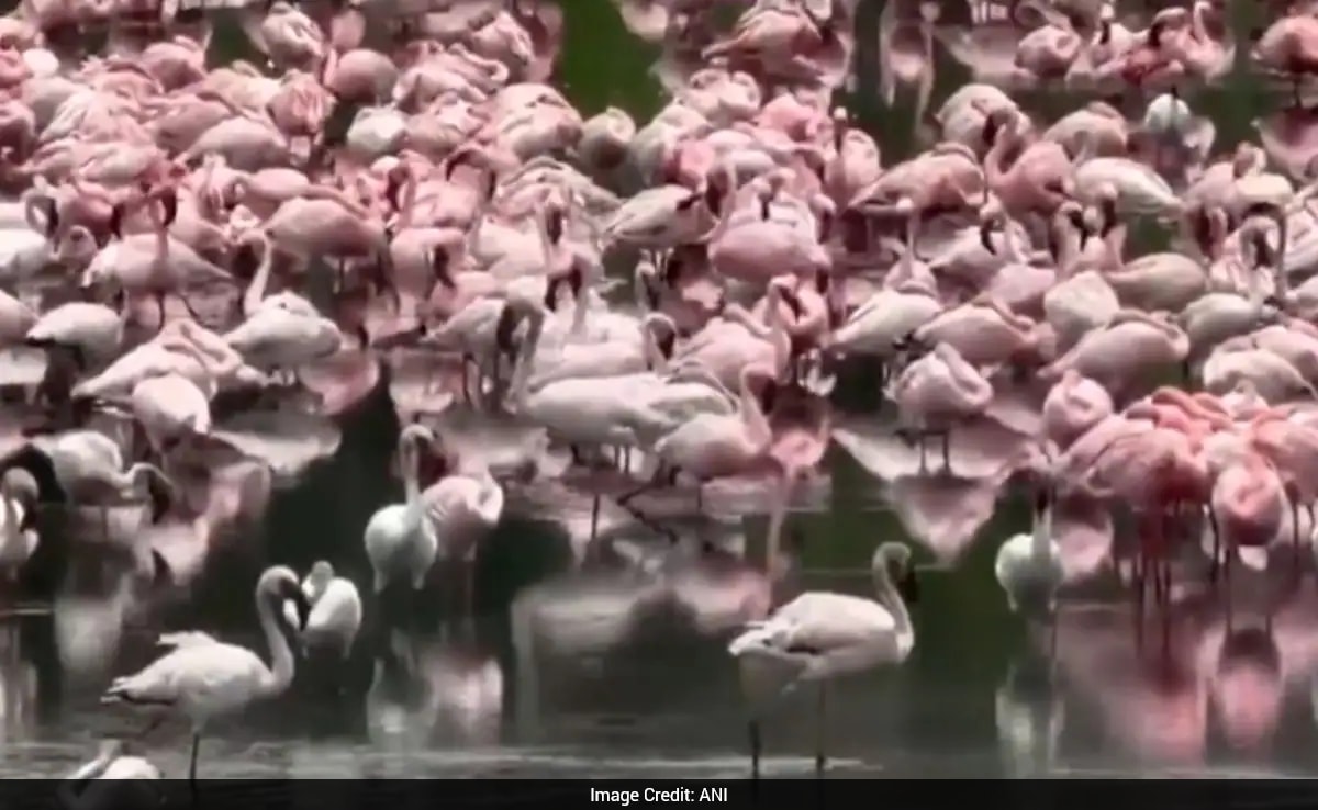 Watch: Flamingos Turn Navi Mumbai Wetlands Into A Sea Of Pink, Painting Landscape In Vivid Hues