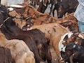 Bakrid 2026 : युद्ध की मार से बकरीद पर अजमेर बकरा मंडी से रौनक गायब, 4 लाख के बकरे सिर्फ 1.5 लाख में बेचने को मजबूर व्यापारी