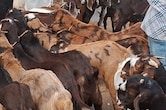 युद्ध की मार से बकरीद पर अजमेर बकरा मंडी से रौनक गायब, 4 लाख के बकरे सिर्फ 1.5 लाख में बेचने को मजबूर व्यापारी