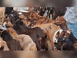 Bakrid 2026 : युद्ध की मार से बकरीद पर अजमेर बकरा मंडी से रौनक गायब, 4 लाख के बकरे सिर्फ 1.5 लाख में बेचने को मजबूर व्यापारी