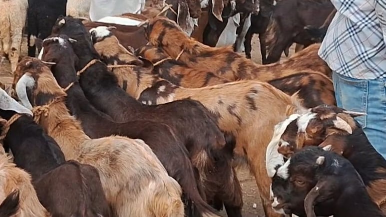 Bakrid 2026 : युद्ध की मार से बकरीद पर अजमेर बकरा मंडी से रौनक गायब, 4 लाख के बकरे सिर्फ 1.5 लाख में बेचने को मजबूर व्यापारी