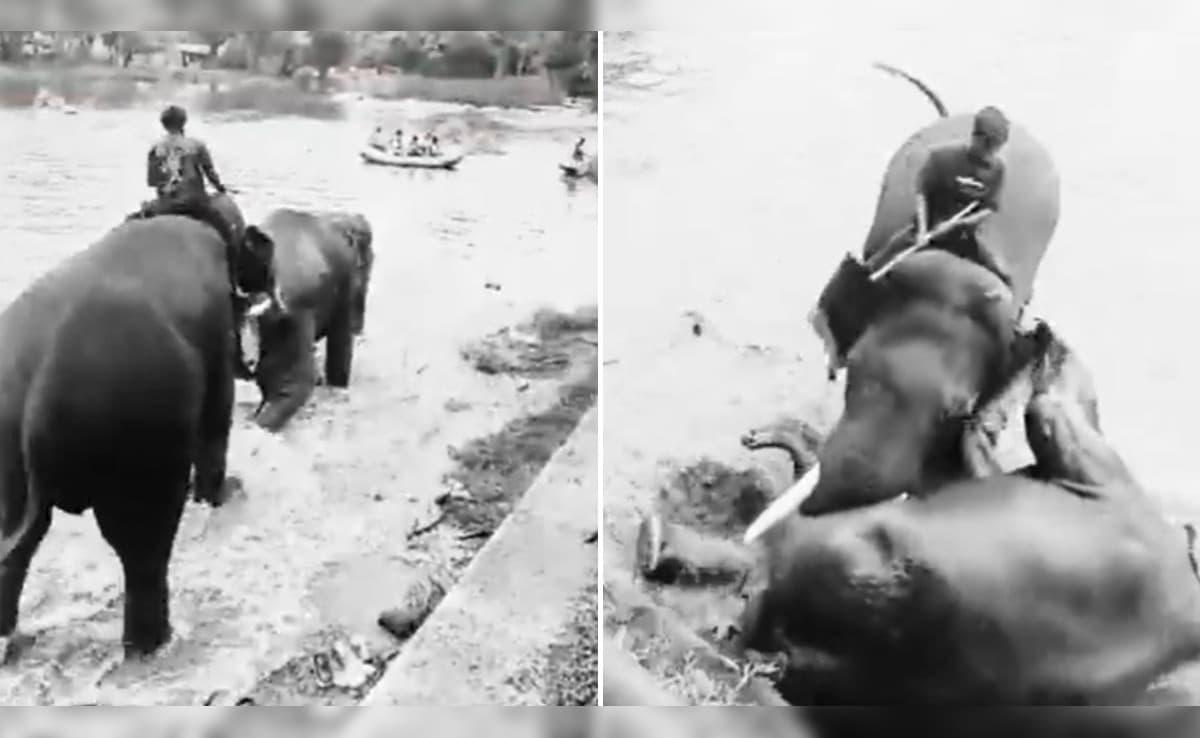 हाथियों की लड़ाई में चपेट में आई महिला टूरिस्ट, कुचलने से मौत, कर्नाटक वाइल्डलाइफ कैंप का खौफनाक वीडियो — WellsTrack