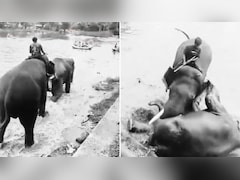 हाथियों की लड़ाई में चपेट में आई महिला टूरिस्ट, कुचलने से मौत, कर्नाटक वाइल्डलाइफ कैंप का खौफनाक वीडियो
