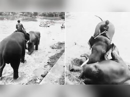 हाथियों की लड़ाई में चपेट में आई महिला टूरिस्ट, कुचलने से मौत, कर्नाटक वाइल्डलाइफ कैंप का खौफनाक वीडियो