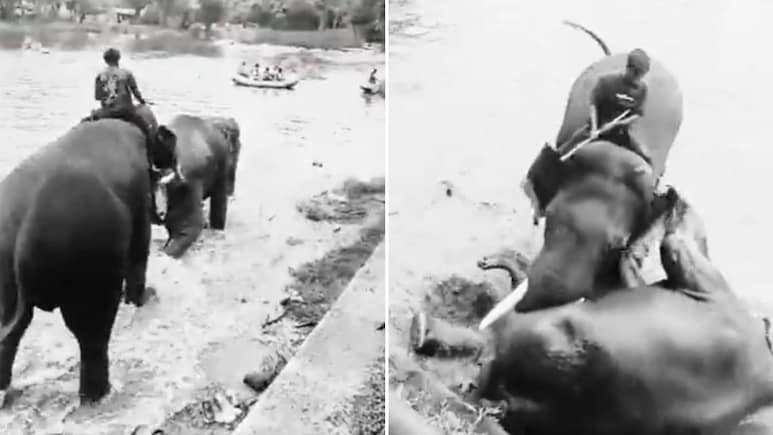 कर्नाटक: हाथी कैंप में महिला की मौत के बाद सरकार सख्त, हाथियों को खाना खिलाने और सेल्फी लेने पर रोक