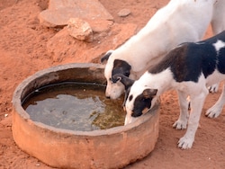'Keep Stray Dogs In Colleges If You Accept Liability': Supreme Court To Students' Bodies
