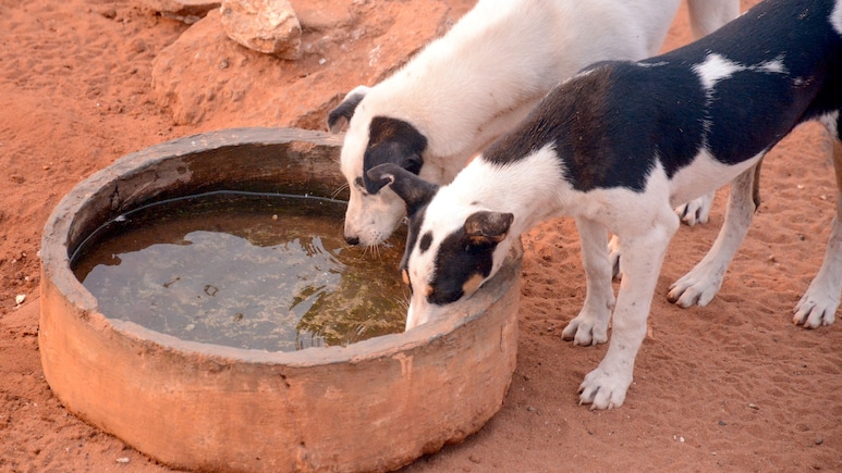 'Keep Stray Dogs In Colleges If You Accept Liability': Supreme Court To Students' Bodies