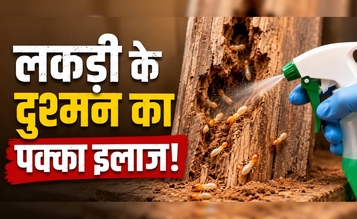Termite Removal Tips: लकड़ी का फर्नीचर चट कर रही है दीमक? ये 4 घरेलू नुस्खे बिना केमिकल के करेंगे खत्म