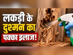 Termite Removal Tips: दीमक से हैं परेशान? बिना केमिकल के ऐसे भगाएं