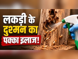 Termite Removal Tips: दीमक से हैं परेशान? बिना केमिकल के ऐसे भगाएं