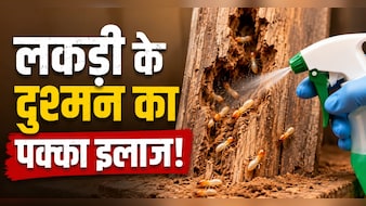 Termite Removal Tips: दीमक से हैं परेशान? बिना केमिकल के ऐसे भगाएं