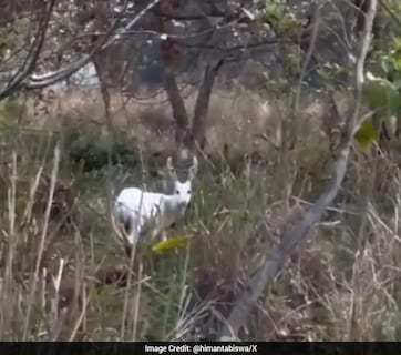 VIDEO: क्या आपने कभी देखा है सफेद हिरण? कुदरत का ऐसा नायाब 'करिश्मा' देख दंग रह गए लोग
