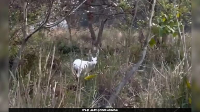 VIDEO: क्या आपने कभी देखा है सफेद हिरण? कुदरत का ऐसा नायाब 'करिश्मा' देख दंग रह गए लोग
