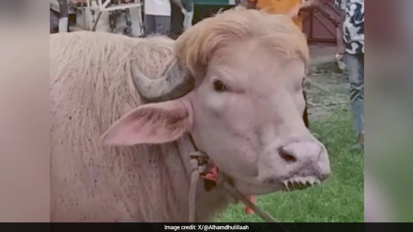 viral-donald-trump-albino-buffalo-sold-for-eid-sacrifice-in-bangladesh