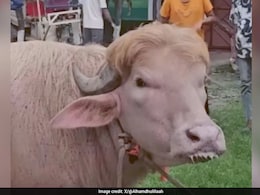Viral 'Donald Trump' Albino Buffalo Sold For Eid Sacrifice In Bangladesh
