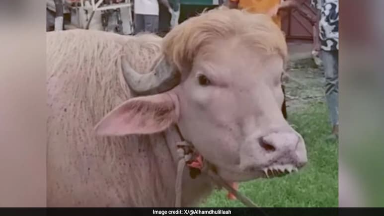 Viral 'Donald Trump' Albino Buffalo Sold For Eid Sacrifice In Bangladesh