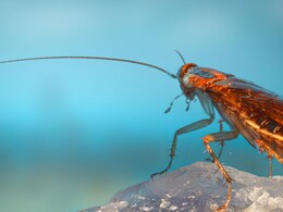 Cockroach Facts: क्या बिना सिर के भी जिंदा रह सकता है कॉकरोच?