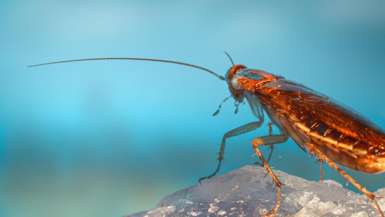 Cockroach Facts: क्या बिना सिर के भी जिंदा रह सकता है कॉकरोच?