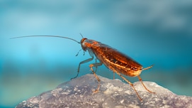 Cockroach Facts: क्या बिना सिर के भी जिंदा रह सकता है कॉकरोच?