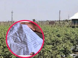 Pune News : 'कांदा नाही, गांजाच लावतो!', पुण्यातील हतबल शेतकऱ्याची सरकारकडे मागणी, कारण काय ?