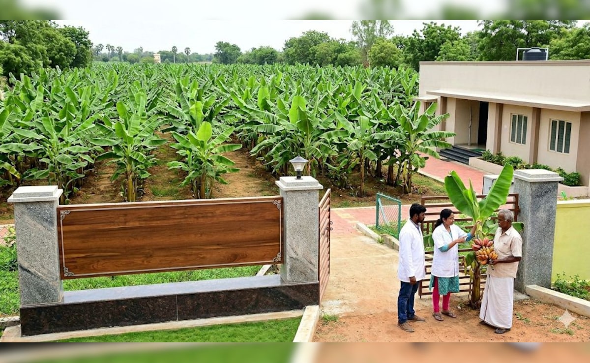 Agriculture Special : केले की खेती के ल&zwj;िए भारत में खुला पहला केला जीन बैंक, किसानों को संरक्षण के लिए मिलेंगे लाखों रुपये