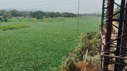 Kalyan News : कल्याणमधील 'हा' भाग झाला प्रदूषणाचा हॉटस्पॉट! देसाई खाडीत नेमकं काय घडलंय? वाचा सविस्तर