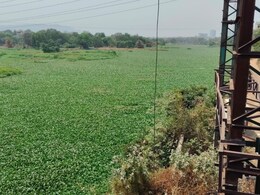 Kalyan News : कल्याणमधील 'हा' भाग झाला प्रदूषणाचा हॉटस्पॉट! देसाई खाडीत नेमकं काय घडलंय? वाचा सविस्तर