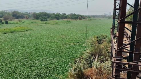 Kalyan News : कल्याणमधील 'हा' भाग झाला प्रदूषणाचा हॉटस्पॉट! देसाई खाडीत नेमकं काय घडलंय? वाचा सविस्तर